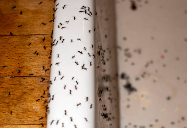 Best Local Pest Control Services  in Chevy Chase View, MD