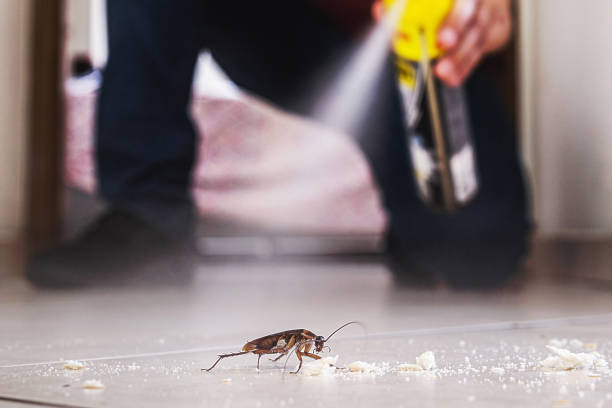 Best Rat Extermination Near Me  in Chevy Chase View, MD